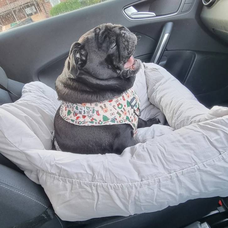Un Bullpug dans un panier et portant un harnais 