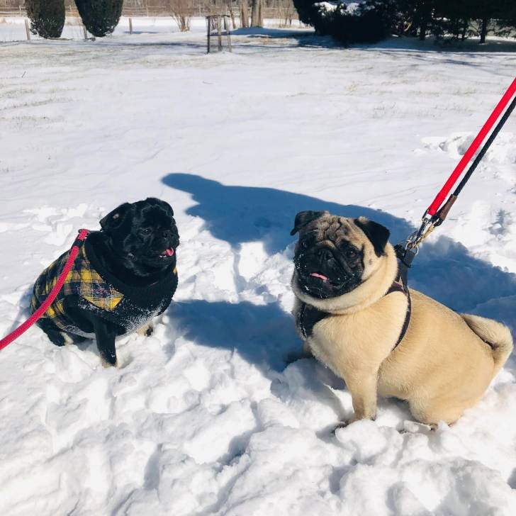 Deux Bullpug assis sur une surface enneigée et qui sont tous les deux tenu en laisse