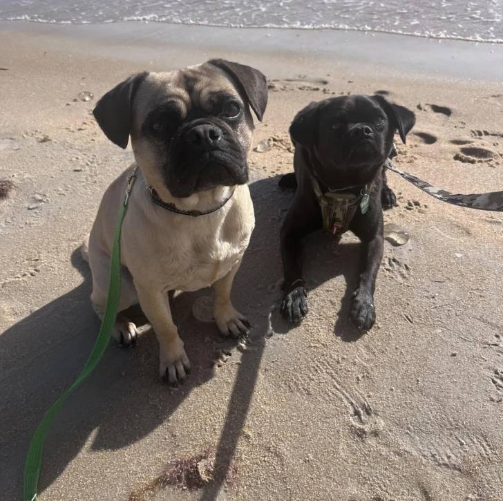 Deux Bullpug assis sur une surface sableuse et qui sont tous les deux tenus en laisse 
