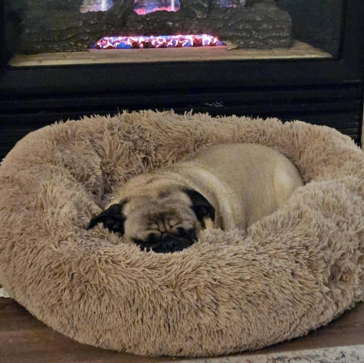 Un Bullpug allongé dans un panier et semblant dormir 