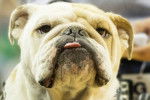 Un Bullpug faisisant de très près face à la caméra