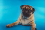 Un Bullpug allongé sur un fond bleu et regardant vers la caméra