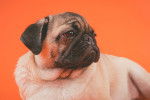 Un Bullpug sur un fond orange 