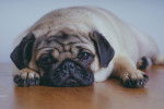 Un Bullpug allongé sur un plancher et regardant vers la caméra