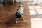 Un Bullpug marchant sur un plancher 