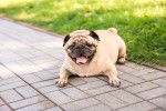 Un Bullpug allongé sur un sol pavé et tirant la langue 