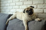 Un Bullpug allongé sur un canapé et regardant vers la caméra