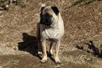 Un Bullpug sur une surface herbacée et semblant détendu 