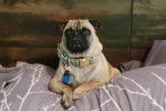 Un Bullpug allongé sur un lit et portant un collier autour du cou