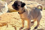 Un Bullpug sur un rocher et portant un collier autour du cou