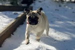 Un Bullpug courant sur une surface enneigée 