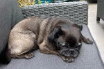 Un Bullpug allongé sur un canapé et semblant détendu 