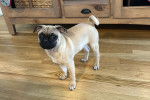 Un Bullpug sur un plancher et regardant vers la caméra 