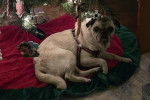 Un Bullpug allongé devant un sapin de Noël et portant un harnais 