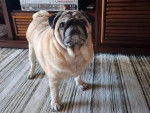 Un Bullpug sur une moquette et regardant vers le haut 