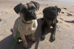 Deux Bullpug assis sur une surface sableuse et qui sont tous les deux tenus en laisse 