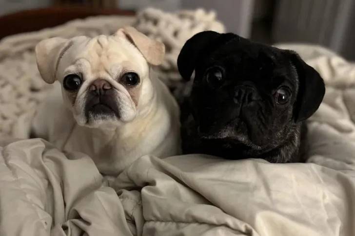 Deux Bullpug allongés sur un lit et regardant tous les deux la caméra