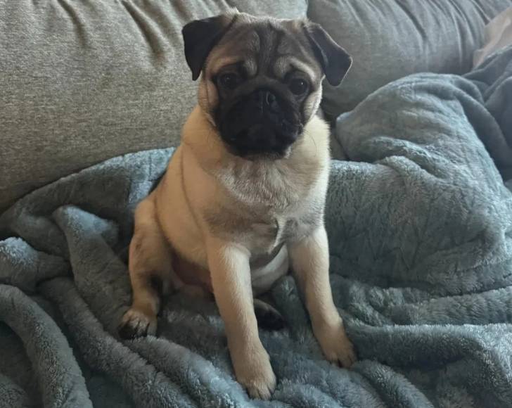 Un Bullpug assis sur un canapé et regardant vers la caméra 