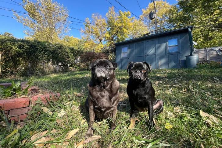 Deux Bullpug assis sur un terrain herbeux et regardant vers la caméra