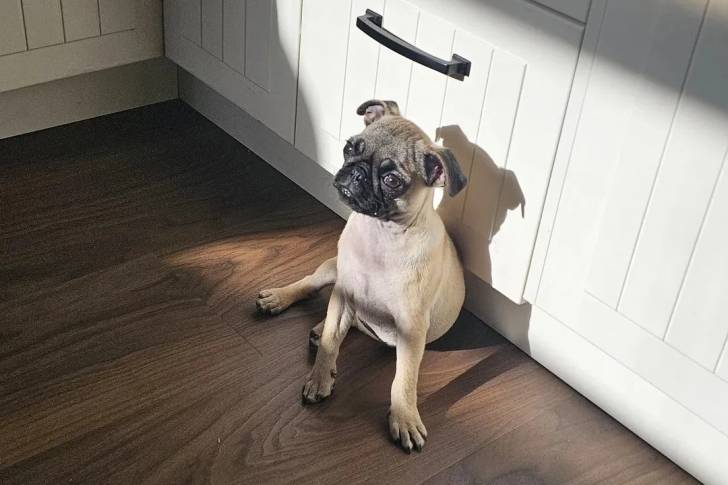Un Bullpug assis sur un plancher et semblant triste 