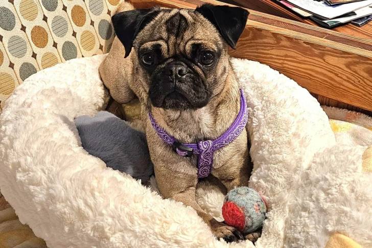 Un Bullpug allongé dans un panier et portant un harnais 