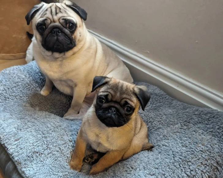 Deux Bullpug assis dans un panier et regardant tous les deux la caméra 