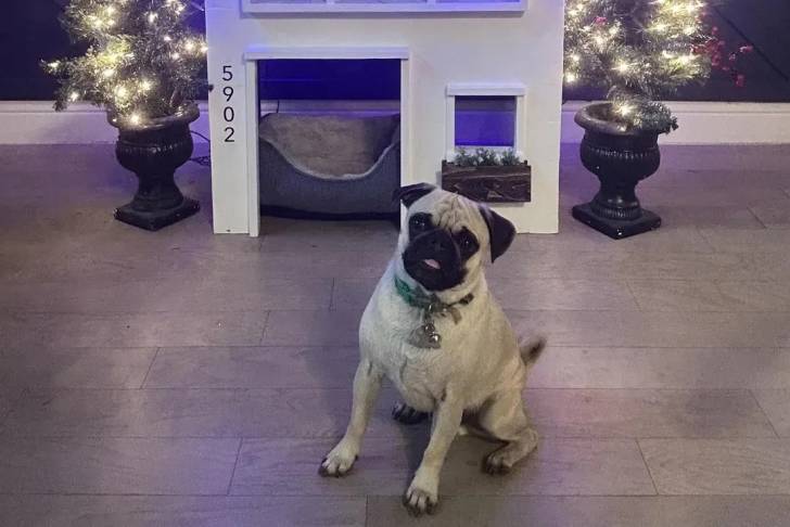 Un Bullpug assis sur un sol carrelé et portant un collier autour du cou 