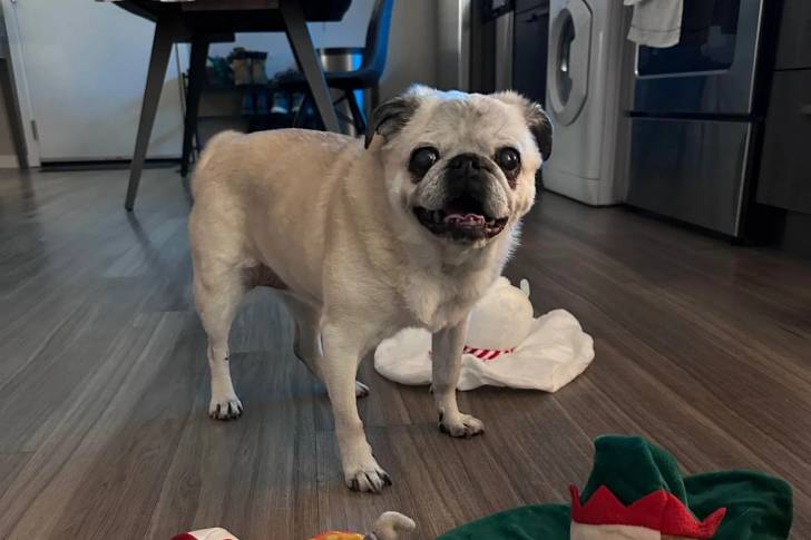 Un Bullpug sur un plancher 
