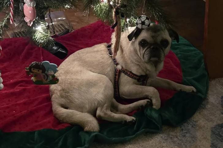 Un Bullpug allongé devant un sapin de Noël et portant un harnais 