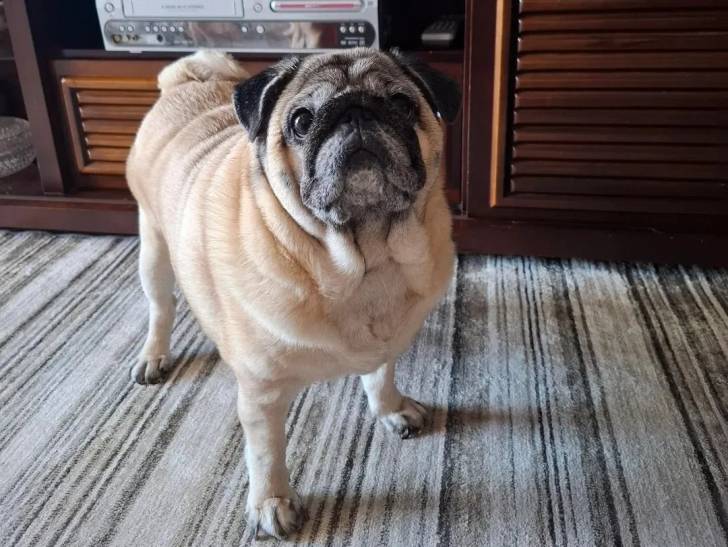 Un Bullpug sur une moquette et regardant vers le haut 