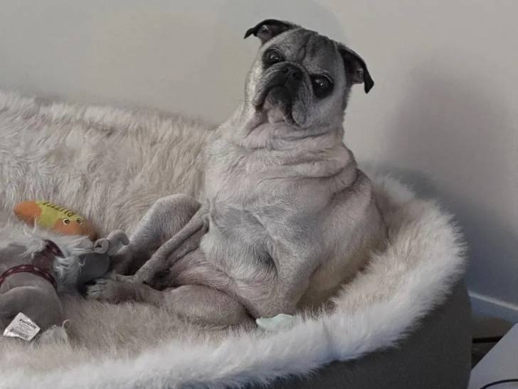 Un Bullpug assis dans un panier et regardant vers la caméra 