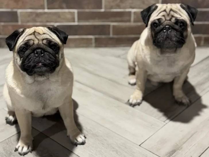 Deux Bullpug assis sur un sol carrelé 