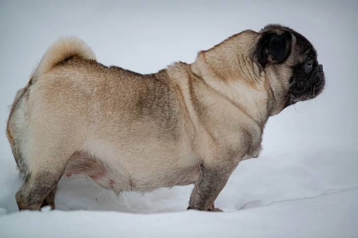 Profil d'un Bullpug sur une surface enneigée