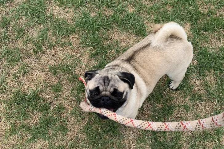 Un Bullpug sur un terrain herbeux et qui est tenu en laisse 