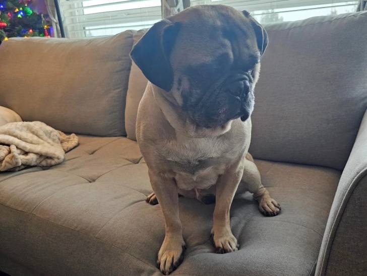 Un Bullpug assis sur un canapé et semblant détendu 