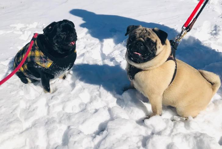 Deux Bullpug assis sur une surface enneigée et qui sont tous les deux tenu en laisse