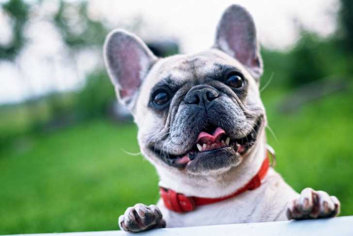 Un Bullpug reposant ses pattes sur une surface et regardant l’appareil photo avec la bouche ouverte
