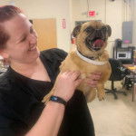 Photo d'un Chug tenu par une vétérinaire et qui a un porte-laisse blanc autour du cou