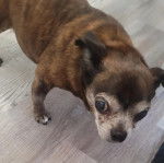 Photo d'un Chug debout sur une planche en bois et qui a ses yeux grand ouverts.