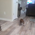 Un Chug bicolore debout dans une pièce et qui regarde la caméra.