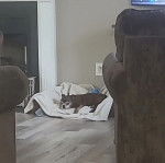 Photo d'un Chug allongé dans sa couchette, qui semble détendu et pensif.