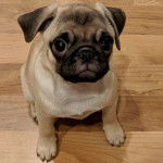 Un Chug au pelage bicolore assis sur un sol en bois avec de grands yeux noirs.