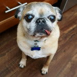 Un petit Chug assis sur un sol en bois et qui a une médaille violette autour du cou.