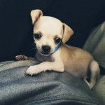 Un petit Chug assis dans un véhicule et qui est doté d'un porte-laisse bleu autour du cou.