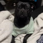 Un Chug au pelage noir, allongé sur un drap et vêtu de blanc.