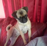 Photo d'un Chug au museau noir, debout sur un canapé et qui semble déranger son propriétaire.