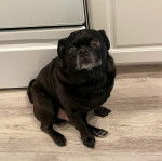 Photo d'un Chug au pelage noir, assis dans une pièce et qui regarde la caméra.