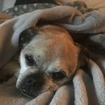 Un  Chug allongé sur un lit ,bien couvert et qui regarde la caméra.