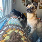 Photo d'un Chug debout sur un canapé et qui semble concentré. 