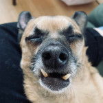 Photo montrant un Chug au pelage bicolore et qui fait face à la caméra, les yeux fermés.